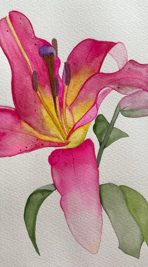 Pretty in pink. Lilies watercolour by Bethany Taylor