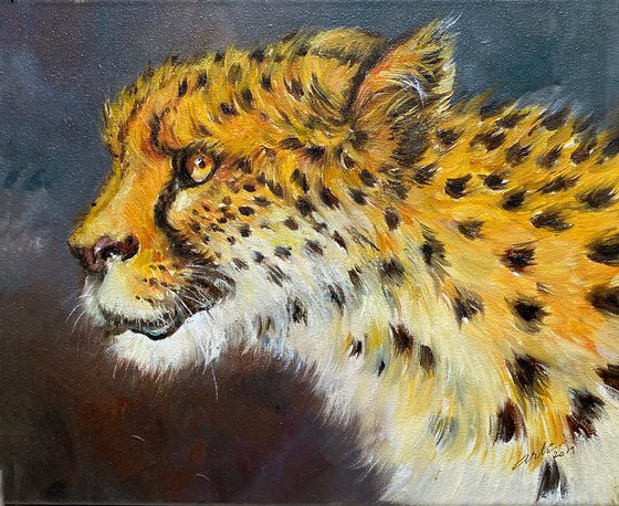 Cheetah Portrait_Zeva