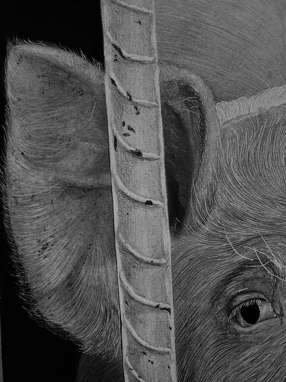 "Nosey"