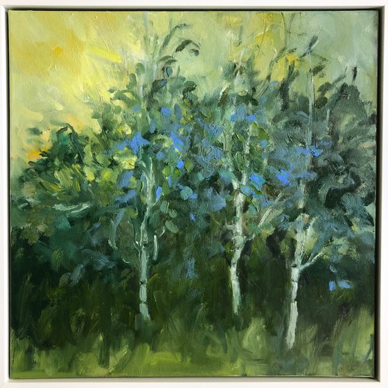 Birches in late sun
