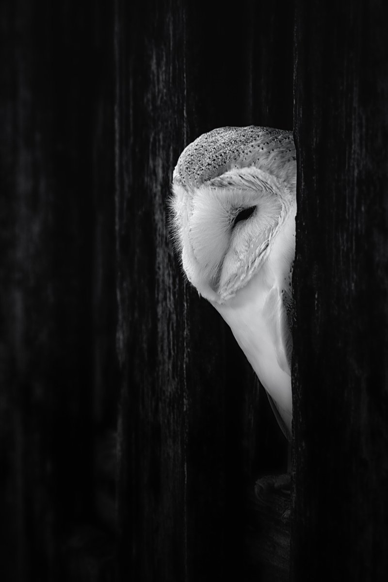 Barn Owl by Paul Nash