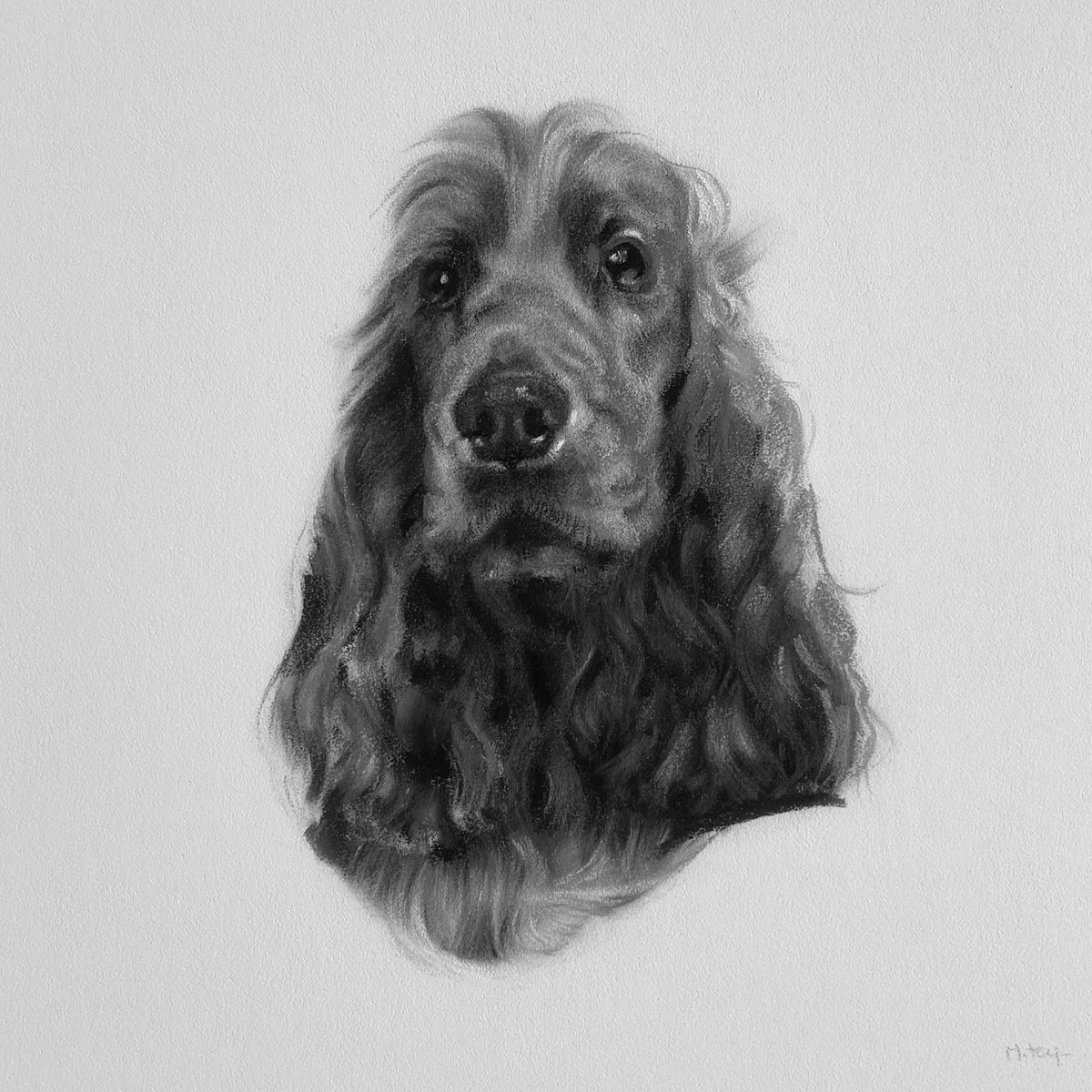 Cocker Spaniel Portrait by Matt Foy