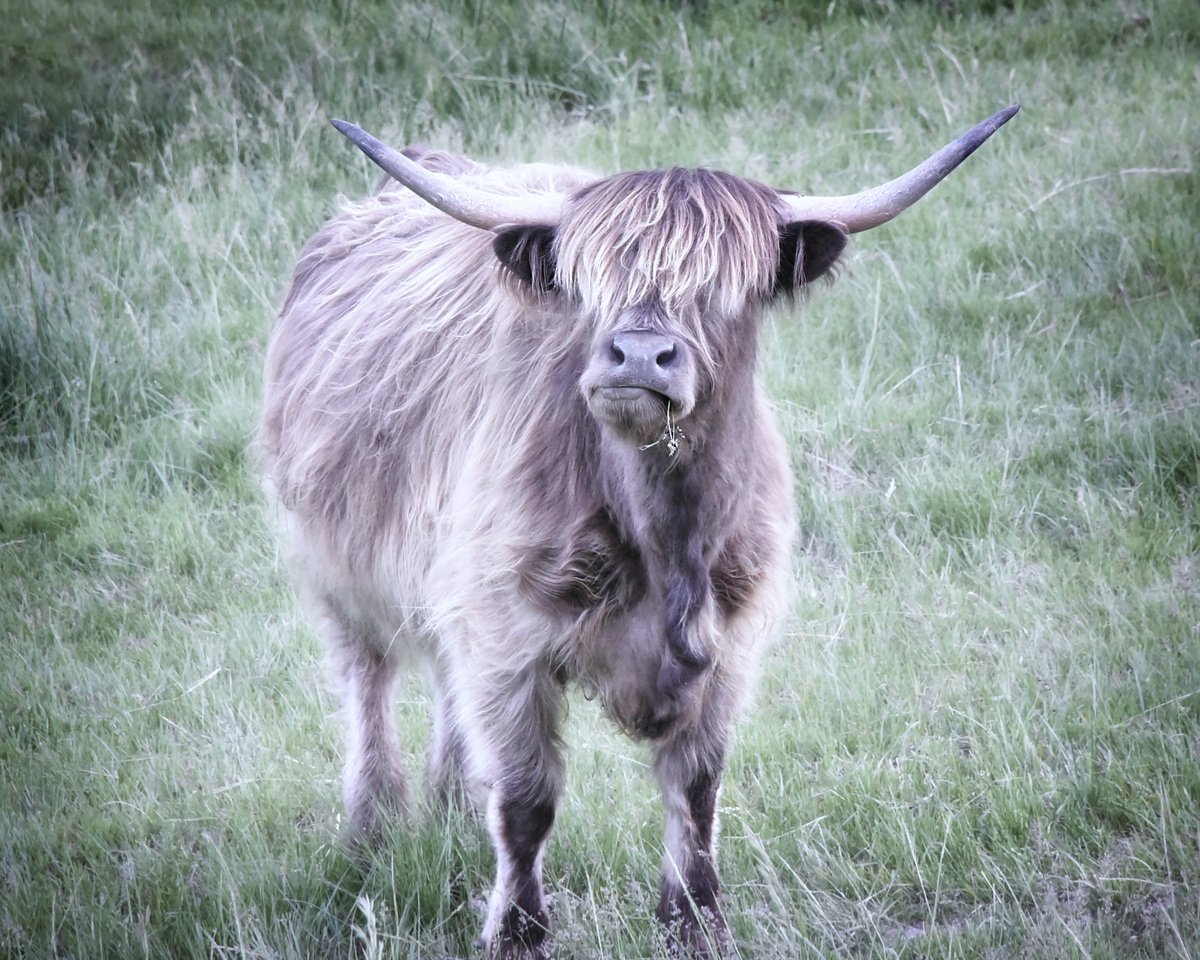 Photorealistic Animal Photograph By Emily Kent, 20 X 16, Highland Cow, Original Artwork