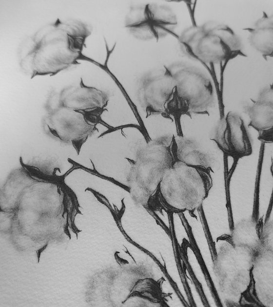 Cotton