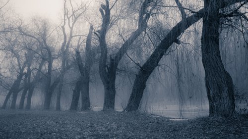 Trees in the fog by Vlad Durniev