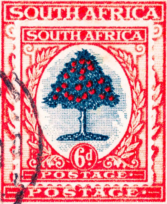Orange Tree 1938-South Africa Stamp Collection Art