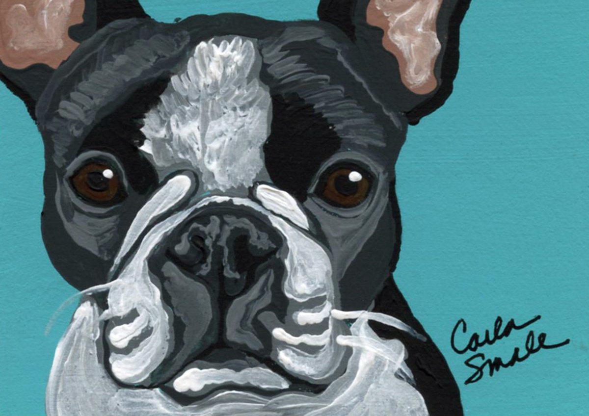 Boston Terrier by Carla Smale