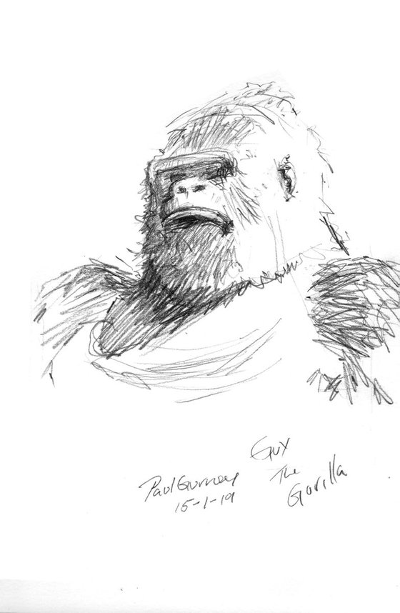 Guy The Gorilla