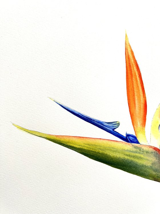 Strelitzia regina. Original watercolor artwork.