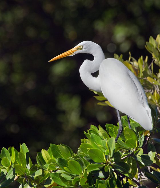Birds - Great Egret, The Everglades