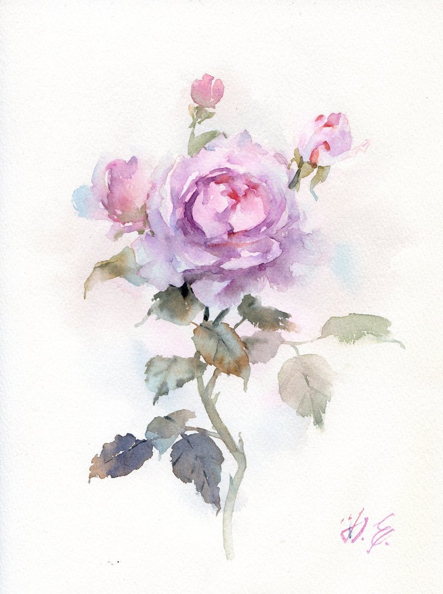 Watercolor rose with buds by Yulia Evsyukova