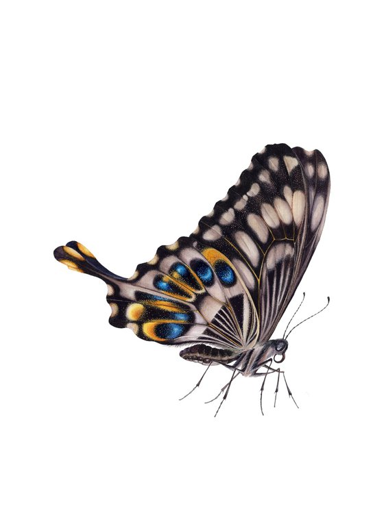 Emperor Swallowtail, Papilio ophidicephalus