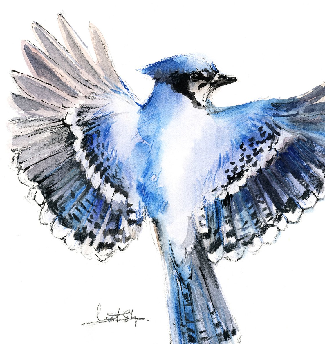 Flying Blue Jay Bird Watercolour By Sophie Rodionov Artfinder