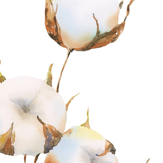 Tender cotton flower