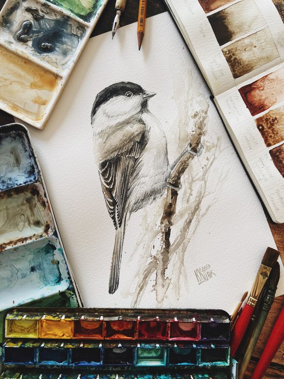 Marsh tit bird