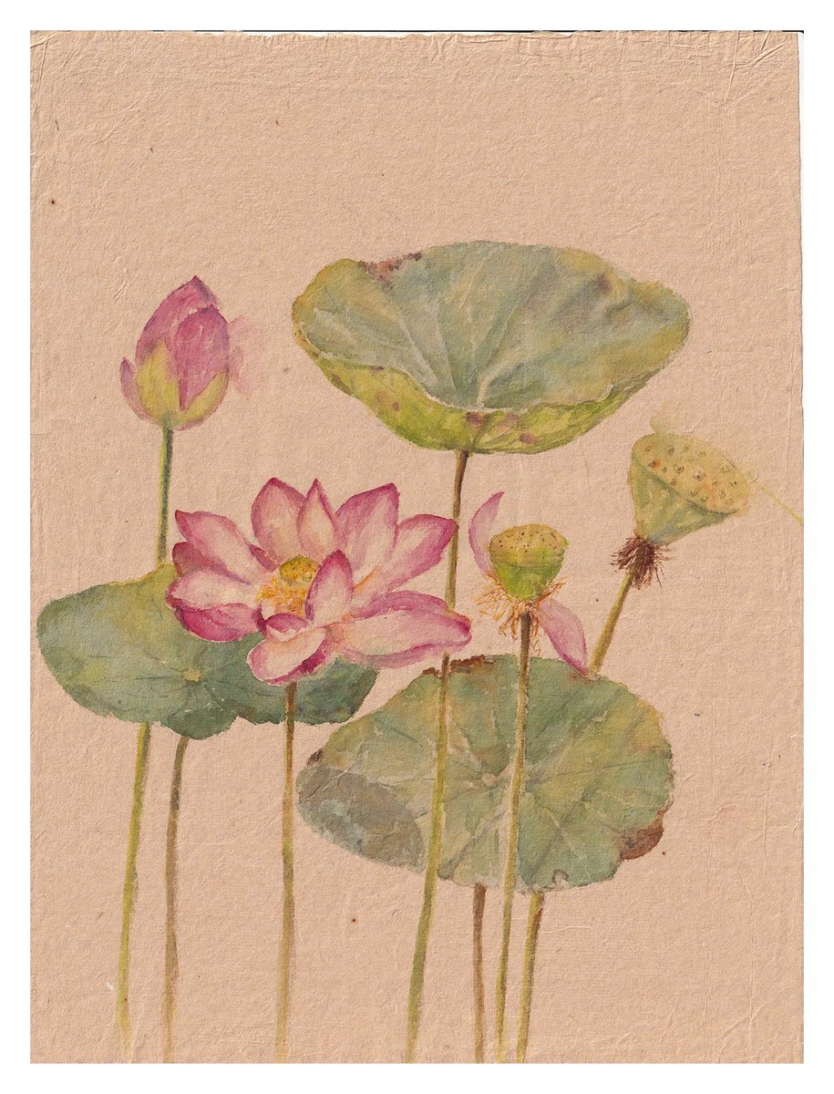Botanical Watercolour By Hua Le, 11 X 15, Lotus Iii, Original Artwork