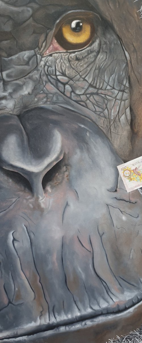 The Chimpanzee and the ten pound note by Kevin Devonport