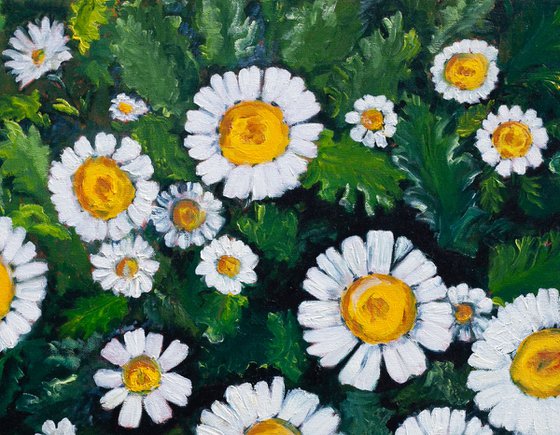 White Daisies