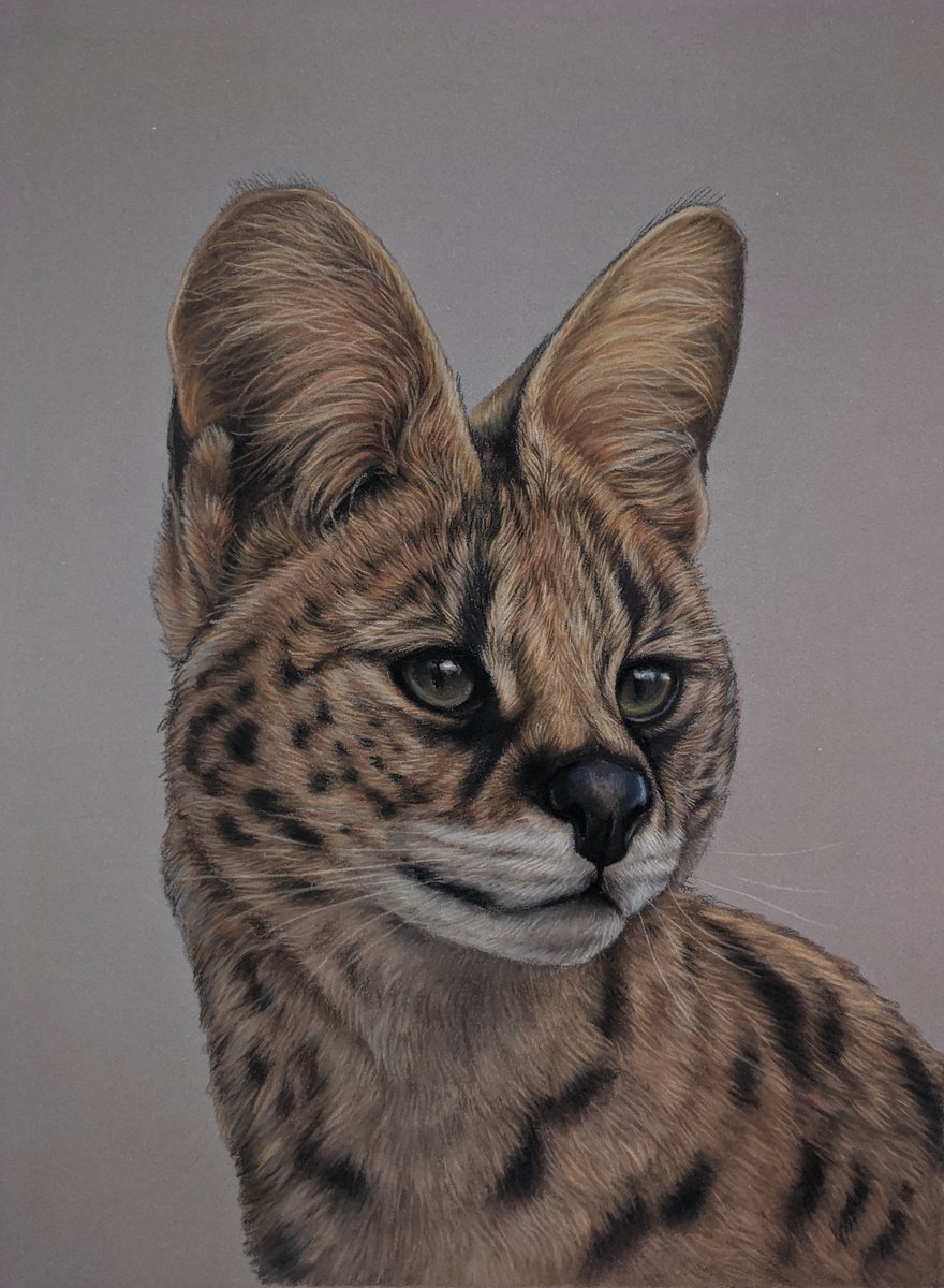 Serval cat Pastel drawing by Tatjana Bril Artfinder