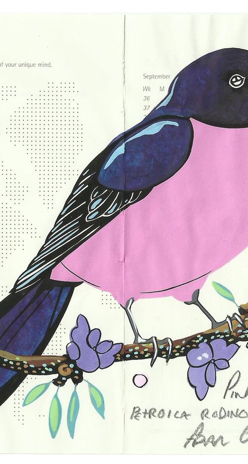 Birds of Oceania: Pink Robin by Fran Giffard