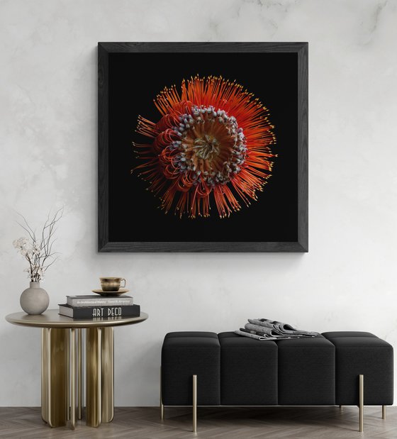 Scarlet Banksia Flower