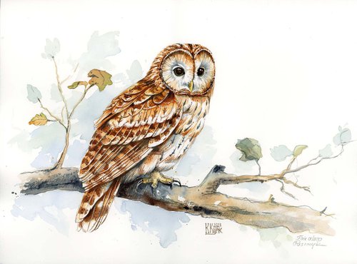 Tawny Owl by Karolina Kijak