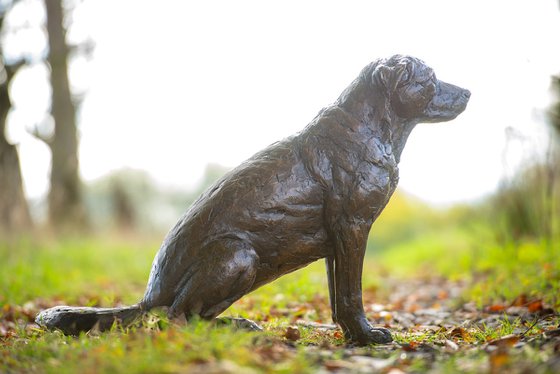 Sitting Crossbreed Dog BR