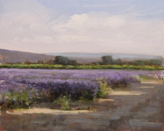 Lavender Field near Sault