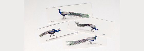 Peacock Miniature Art II