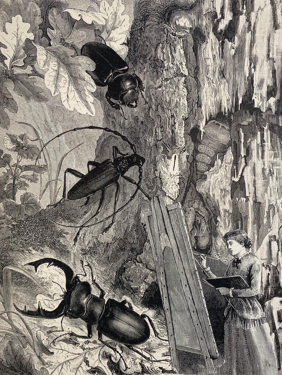 Surrealistic Portrait Collage By Tudor Evans, 6 X 8", Beetles And Artist, Original Artwork