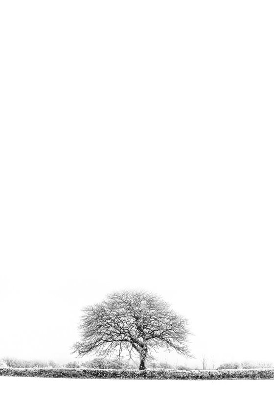Lone Infrared Tree