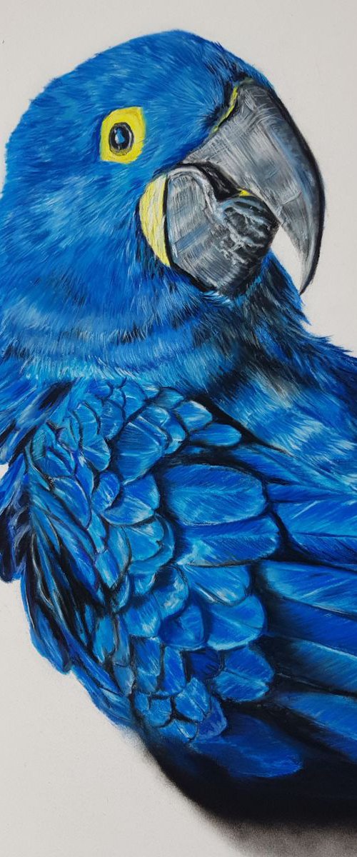 Pastel painting on Paper ,, Parrot'' by Deimante Bruzguliene