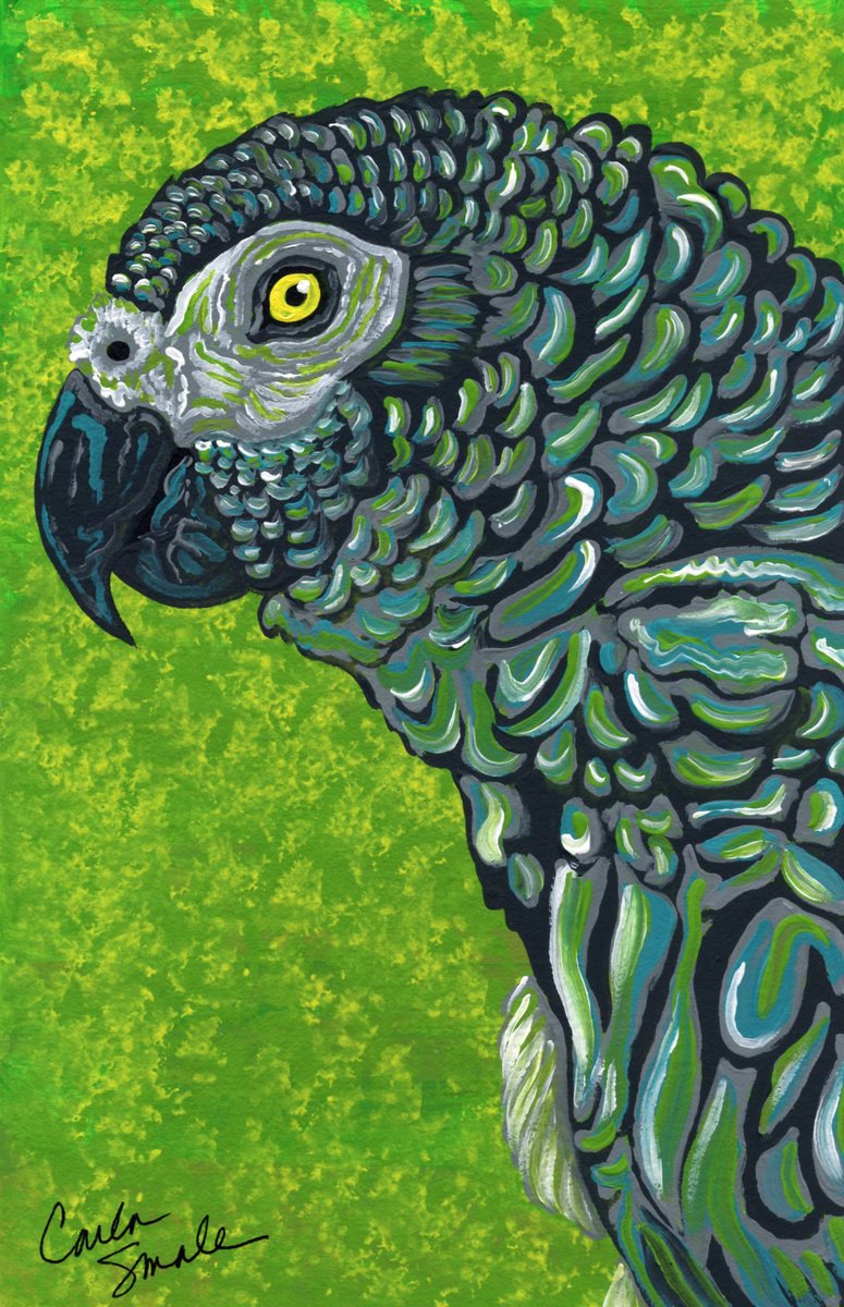 African Gray Parrot by Carla Smale