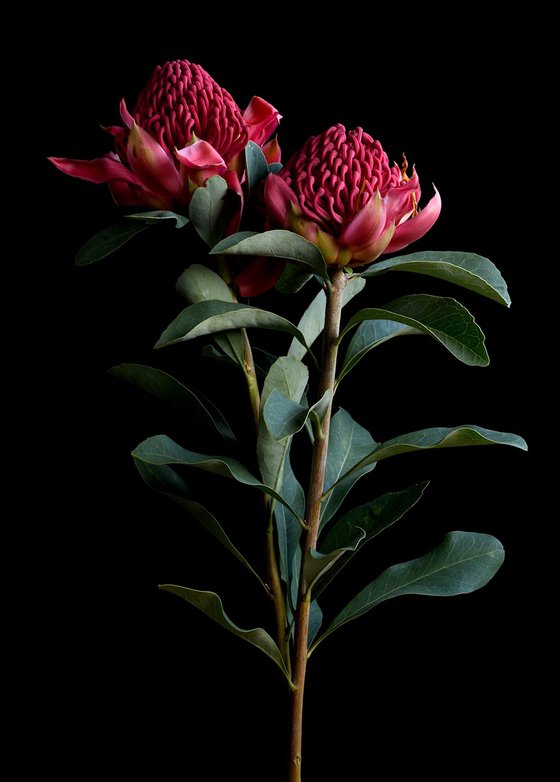 Waratah
