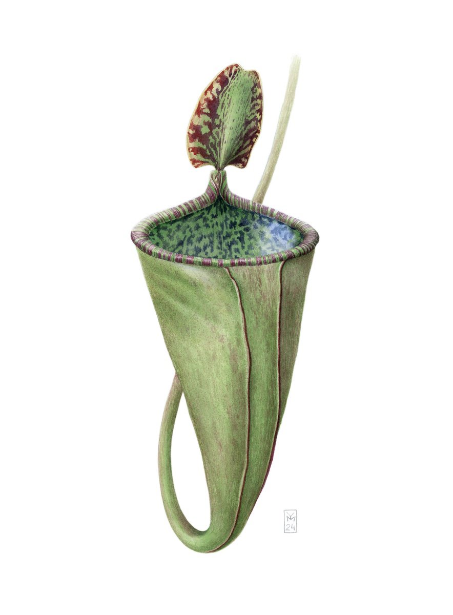 Photorealistic Botanical Watercolour By Yuliia Moiseieva, 11 X 15", Nepenthes Attenboroughii, Original Artwork