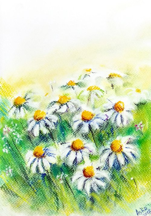Daisies in the fields by Asha Shenoy