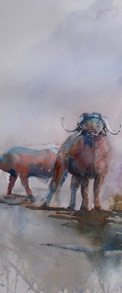 buffalos by Giorgio Gosti