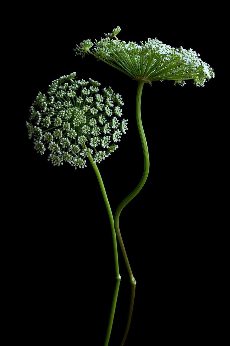 Botanical Photograph By Nadia Culph, 24 X 35", Khella, Original Artwork