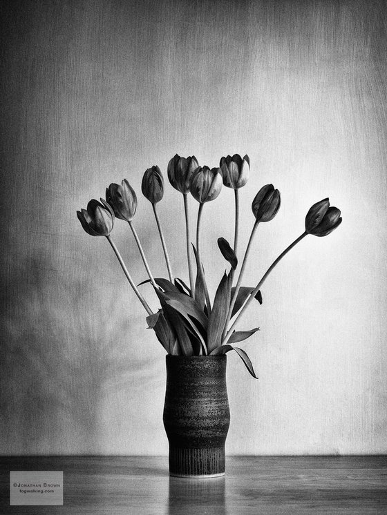 Flowers #21 - Tulips By SWMBO