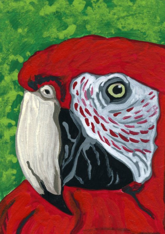 ACEO ATC Original Miniature Painting Scarlet Macaw Parrot Pet Bird Art-Carla Smale