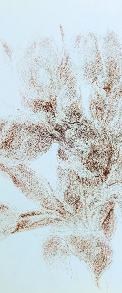 Tulips #7. Original drawing in brown pencil on paper by Yury Klyan