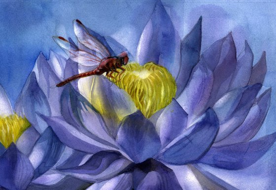 red dragonfly with blue waterlilies