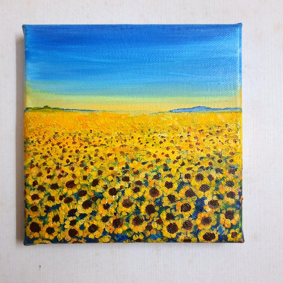 Sunflower fields, Sunflowers for peace