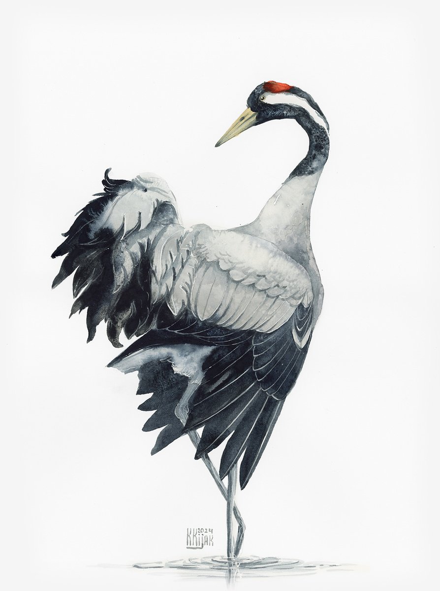 Animal Watercolour By Karolina Kijak, 12 X 16", Common Crane, Original Artwork