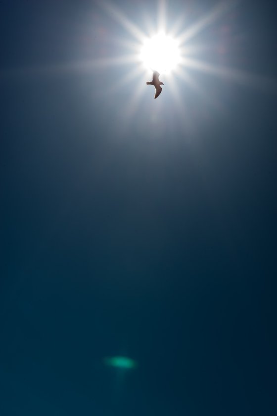 Jonathan Livingston Seagull