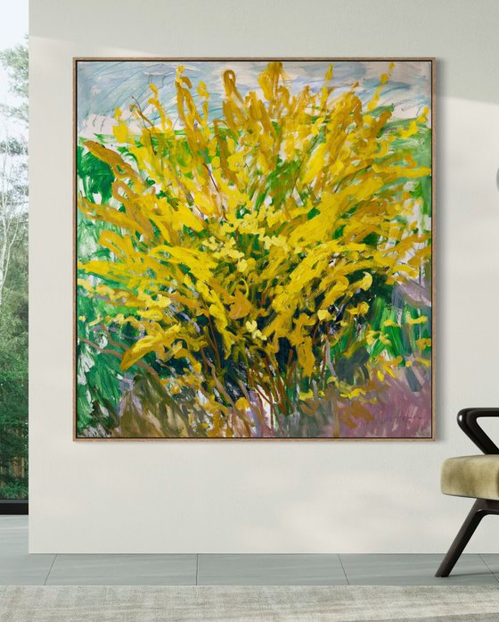 Forsythia in my garden.