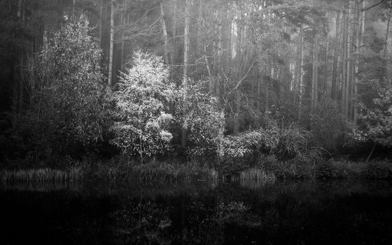 Lake amongst the pines