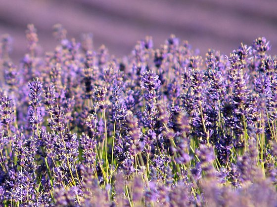 Lavender in the Summer Sun