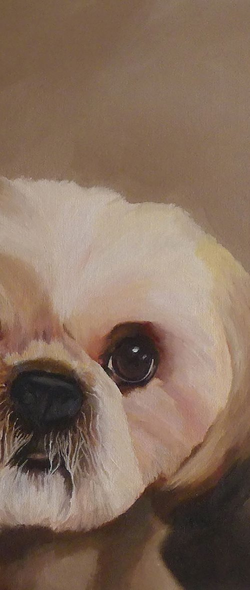 Shih Tzu Dog Portrait by Helen Sinfield