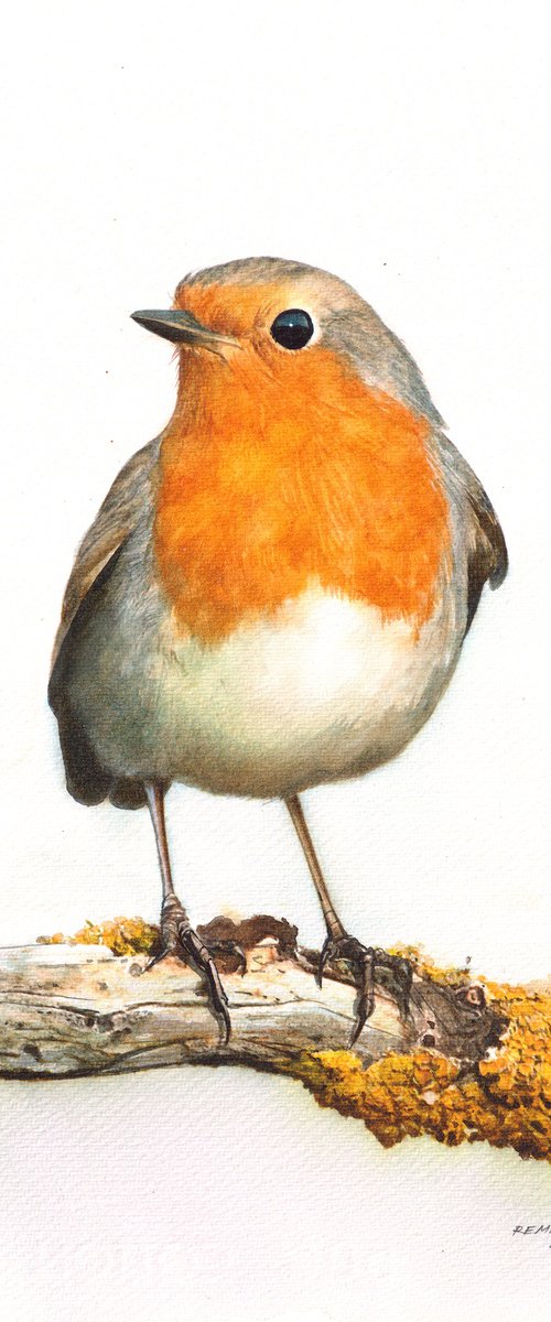 Red Robin by REME Jr.